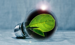 Quelle: https://pixabay.com/de/photos/gl%C3%BChbirne-blatt-chlorophyll-gr%C3%BCn-2631864/